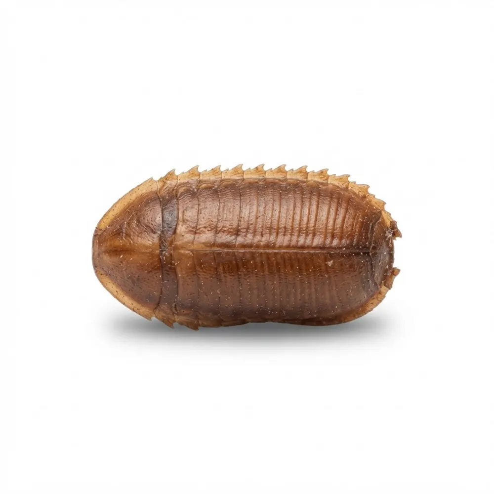 Oothèque de cafard, capsule d’œufs brune en forme de haricot avec des stries